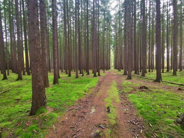 Forest around hotel